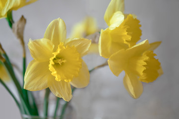 Obraz premium Yellow daffodils on a gray background.