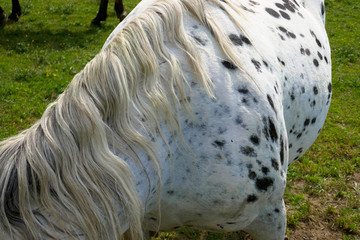Background and texture with spots, print of a horse closeup.