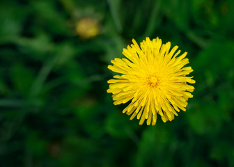 Yellow dandelion flower close-up on a background of green grass. Space for text
