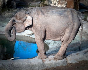 Fototapeta premium Elephant