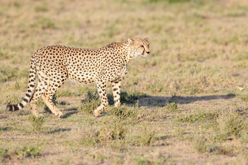 Cheetah (Acinonyx jubatus) walking on savanna, searching for prey, Ngorongoro conservation area, Tanzania.