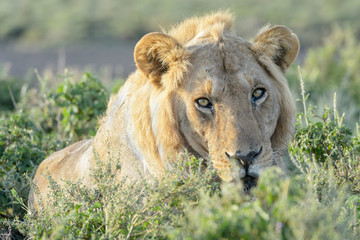 Fototapeta na wymiar Male lion (Panthera leo) lying down on savanna, looking at camera, Ngorongoro conservation area, Tanzania.