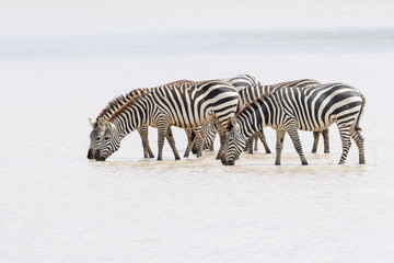Fototapeta na wymiar Common or Plains Zebra (Equus quagga) herd, drinking water, Ngorongoro crater national park, Tanzania