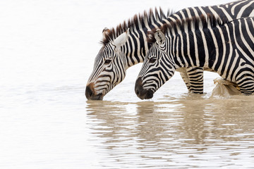 Fototapeta na wymiar Two Common or Plains Zebra (Equus quagga) close up, drinking water, Ngorongoro crater national park, Tanzania