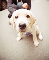 a puppy of Labrador retriever breed sitting on the street close up