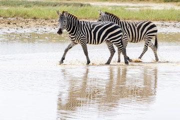 Fototapeta na wymiar Two Common or Plains Zebra (Equus quagga) walking in shallow water with reflection, Ngorongoro crater national park, Tanzania