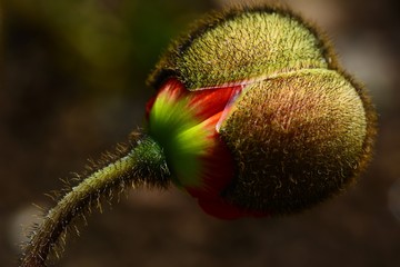 Obraz premium Mohnblume Knospe Aufbruch Haare Makro