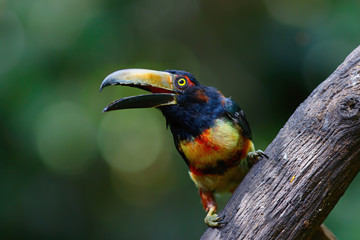 Collared Aracari sitting on a branch in Puerto Vieja de Sarapiqui in Costa Rica