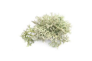Tree moss isolated on white background. Piece of fresh Lichen forest plant. .