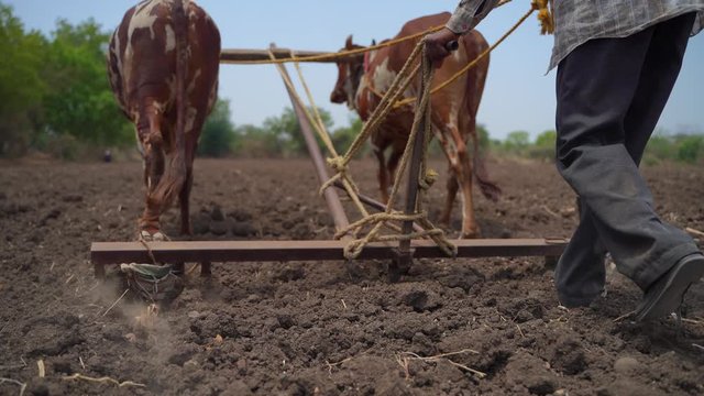 Indian farmer working with bull at his farm