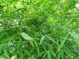 Bamboo tree green leaf natural background texture 