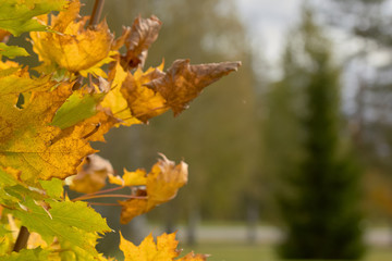 Autumn leaves yellow red maroon multicolored maple on the grass .