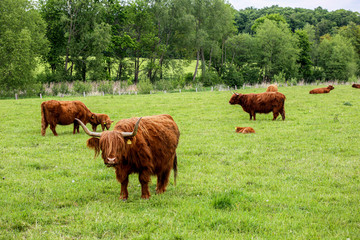 Scottish Higland cattle