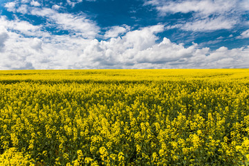 Obraz premium Yellow rapes flowers and blue sky with clouds. Ukraine, Europe. Beauty world.