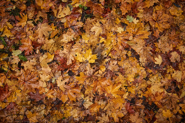 Autumn leaves yellow red maroon multicolored maple on the grass .