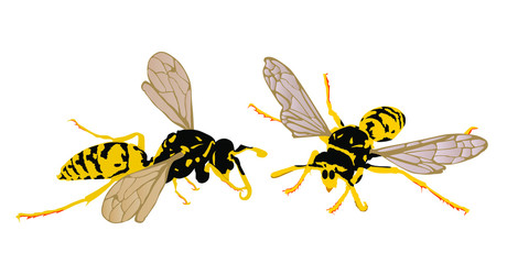 Wasp couple vector illustration isolated on white background. Honey bee vector silhouette symbol. Insect shadow. Hornet silhouette. Poison animal.