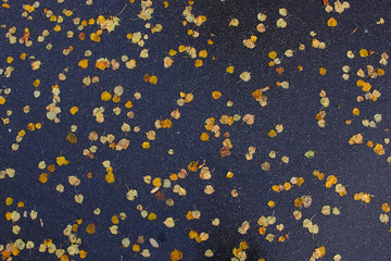 yellow leaves on wet asphalt top view