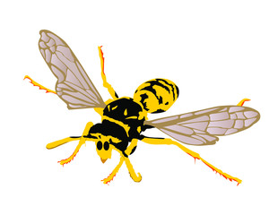 Wasp vector illustration isolated on white background. Honey bee vector silhouette symbol. Insect shadow. Hornet silhouette. Poison animal.