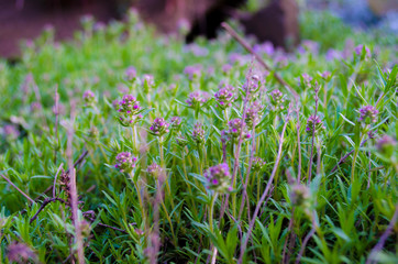 sage bloom in the Crimea garden