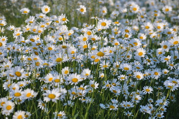 Beautiful daisy flowers in meadow. Spring or summer nature scene with blooming daisies in the 
flower garden. Daisy background. Leucanthemum vulgare