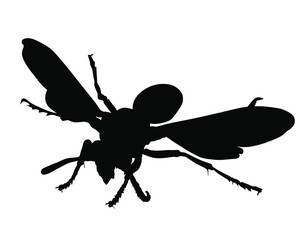 Wasp vector silhouette illustration isolated on white background. Honey bee vector silhouette symbol. Insect shadow. Hornet silhouette. Poison animal.