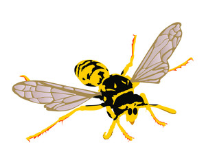 Wasp vector illustration isolated on white background. Honey bee vector silhouette symbol. Insect shadow. Hornet silhouette. Poison animal.