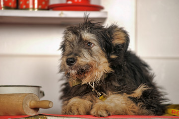 cute black and brown dog mongrel  terrier