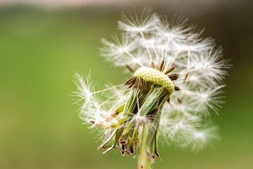 Dandelion flower close up, Taraxacum officinale