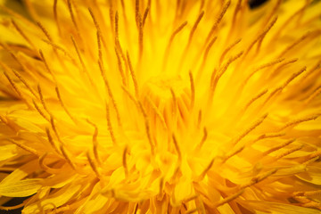 Dandelion flower close up, Taraxacum officinale