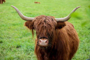 Scottish Higland cattle