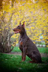 puppy, friend, companion, posing, breed, portrait, purebred, nature, park, pet, mammal, domestic,...
