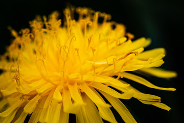Obraz premium Dandelion flower close up, Taraxacum officinale