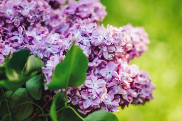 Fototapeta na wymiar bouquet of lilac with green leaves in the spring garden in evening