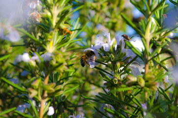 bee on rosemary in the Crimea garden