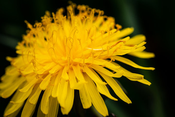 Dandelion flower close up, Taraxacum officinale