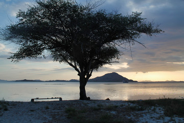 tree silhouette  after sunset in tropical archipelago