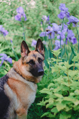 A German shepherd sits and rests in the garden. Dog in flowers.