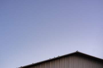 many birds on rooftop