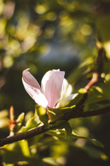 pink magnolia with green leaves on the green background in the garden in spring