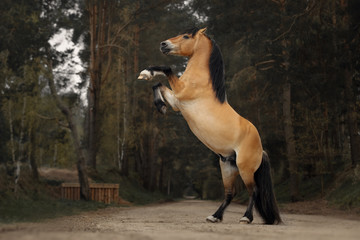 Portrait of a harness horse