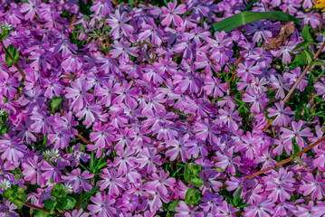 Obraz premium Beautiful purple phlox flowers, growing on the meadow. Spring nature background.