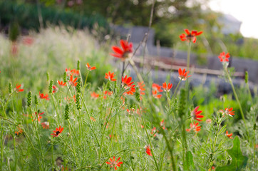 small red poppies crimea