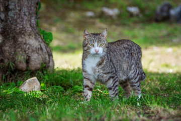Naklejka na ściany i meble Cute gray cat with green eyes and pink nose, walking in the garden