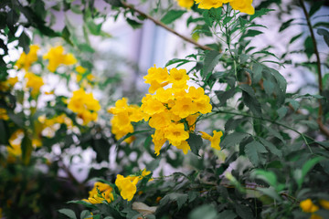 Blooming of Yellow elder flowers