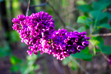 lilac flowers in the garden
