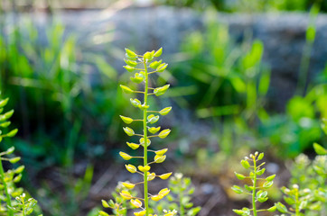young runaway shepherd’s bag in the Crimea field