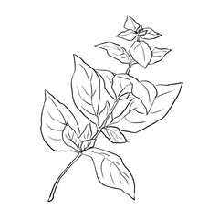 バジルの手書きイラスト 線画