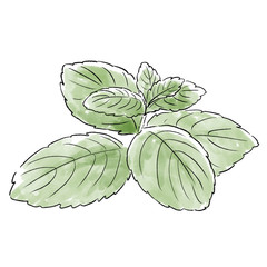 ミントの手書きイラスト 水彩