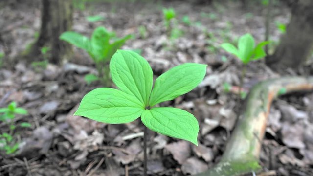 Young leaves of the  Paris quadrifolia plant.