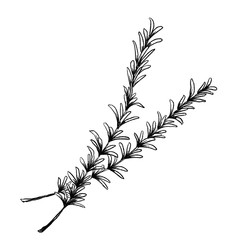 ローズマリーの手書きイラスト 線画